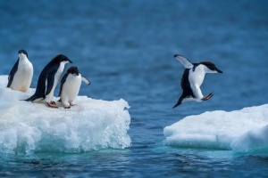 Rast Linuxa na namizjih: Presenetljiva žrtev ni Windows, temveč macOS